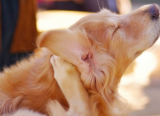 4 cách phòng ngừa ve cho thú cưng