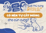 Có nên tự cắt móng cho cún cưng?