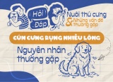 Cún cưng rụng lông nhiều: Một số nguyên nhân thường gặp