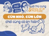 Cún nhỏ và cún lớn có thể chơi cùng nhau an toàn không?