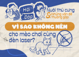 Vì sao không nên cho mèo chơi cùng đèn laser?