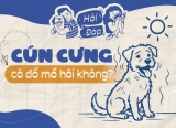 Cún cưng có đổ mồ hôi không?