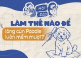 Làm thế nào để lông cún Poodle luôn mềm và không rối?