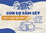 Cún sợ sấm sét, chủ nuôi nên làm gì?