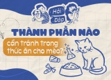 Thành phần nào cần tránh trong thức ăn cho mèo?