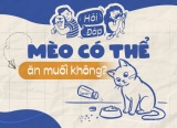 Mèo có thể ăn muối không?