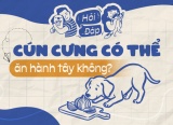 Cún cưng có thể ăn được hành tây không?