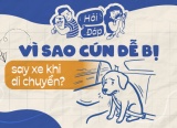 Vì sao cún dễ bị say xe?