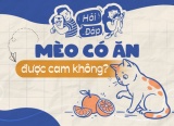 Mèo có ăn cam được không?