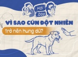 Vì sao cún đột nhiên trở nên hung dữ?