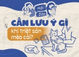 Cần lưu ý điều gì khi triệt sản mèo cái?
