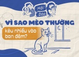 Vì sao mèo thường kêu nhiều vào ban đêm?