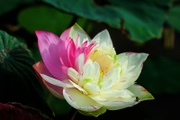 9 loại sen quý giúp chủ nhân thu hàng trăm triệu mỗi năm