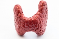 7 sự thật đáng ngạc nhiên về tuyến giáp