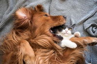 Tử vi Chủ nhật (6/12/2020): Kim Ngưu cẩn thận tranh cãi với bạn bè