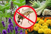 Những loài cây 'đuổi muỗi' lý tưởng cho mùa Hè