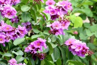 Sắc tím hoa bằng lăng về trên phố phường Hà Nội