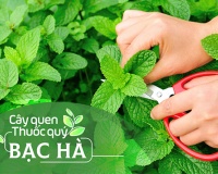 Cây quen, thuốc quý: Bạc hà!