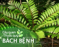 Cây quen, thuốc quý: Bách bệnh!