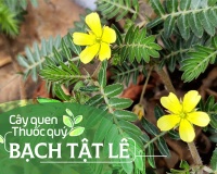 Cây quen, thuốc quý: Bạch tật lê!