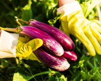 Cà tím: Lợi ích sức khỏe và những lưu ý khi sử dụng