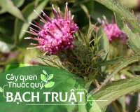 Cây quen, thuốc quý: Bạch truật!