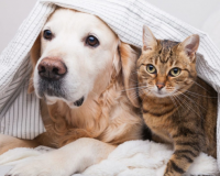 Những quan niệm sai lầm gây ảnh hưởng xấu tới thú cưng