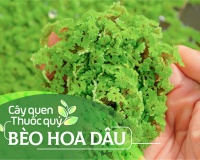Cây quen, thuốc quý: Bèo hoa dâu