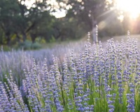 Run tay chân: Các thảo dược tốt cho hệ thần kinh