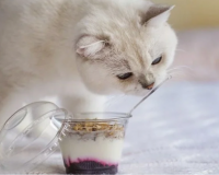Sữa chua: Món “khoái khẩu” nhưng không dành cho mèo cưng