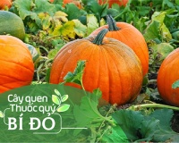 Cây quen, thuốc quý: Bí đỏ