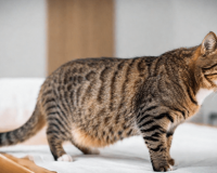 Những dấu hiệu ốm nghén ở mèo cưng