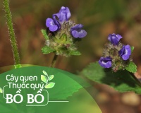 Cây quen, thuốc quý: Bồ bồ