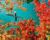 Tới Cao Bằng ngắm “mùa lá đỏ” đẹp nhất năm