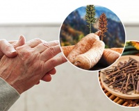 Vai trò của câu đằng và thiên ma trong hỗ trợ giảm run