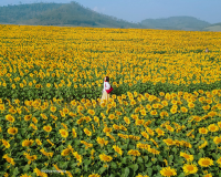 Miền Tây xứ Nghệ rực sắc hoa vàng