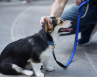 Nên cho cún cưng ăn trước hay đi dạo trước?