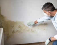 Thói quen nhỏ giúp ngăn ngừa nấm mốc trong nhà vào mùa Đông 