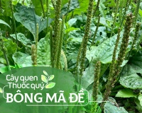 Cây quen, thuốc quý: Bông mã đề