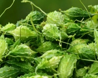 Bạn đã biết cách dùng mướp đắng rừng để kiểm soát bệnh đái tháo đường?