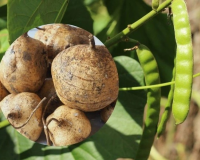 6 người nhập viện do ngộ độc sau ăn hạt củ đậu, Bộ Y tế vào cuộc điều tra