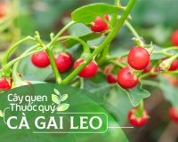 Cây quen, thuốc quý: Cà gai leo
