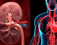 Giải mã nguy cơ suy tim ở người bệnh thận mạn tính