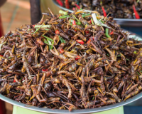 Lợi ích dinh dưỡng của các món ăn từ côn trùng