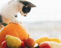 Mèo cưng có thể ăn các loại hoa quả nào?