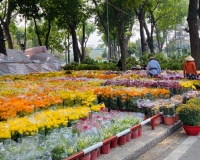 Tết 2026 chưng hoa gì để đón tài lộc và may mắn?