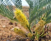 Cây thuốc bản địa Nam Phi: Vai trò với sức khỏe nam giới