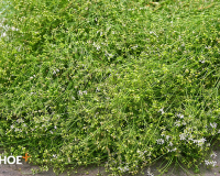 Mùi già - hương Tết cuối năm!