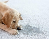 Cách xử lý mùi thú cưng để tự tin đón khách