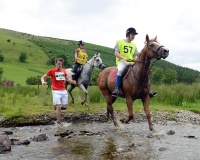 Bài học sức bền từ loài ngựa